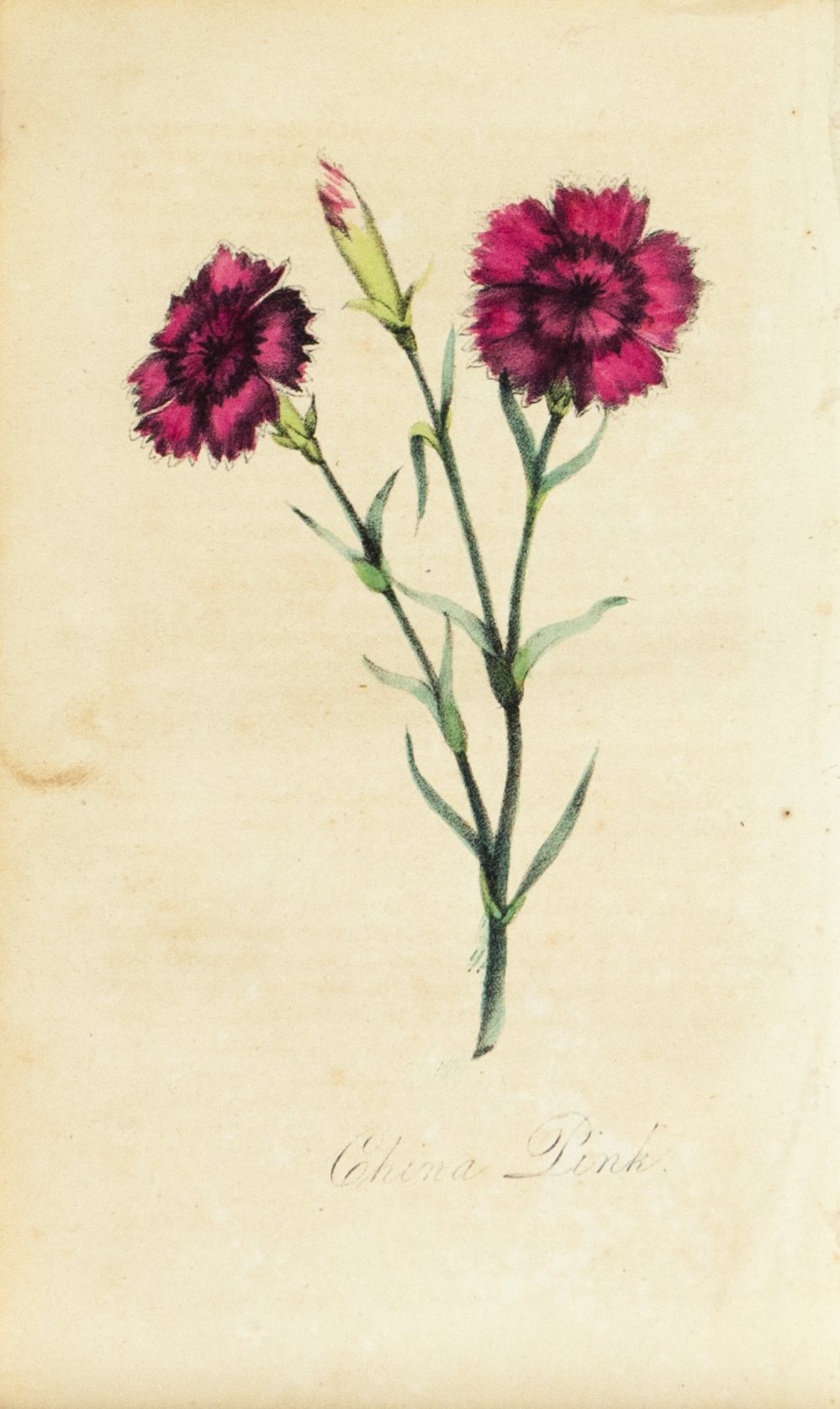 1830 China Pink Flower - Rev J L Blake 