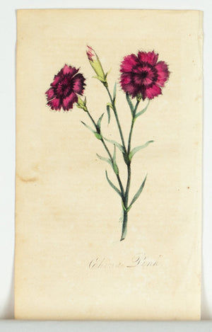 1830 China Pink Flower - Rev J L Blake