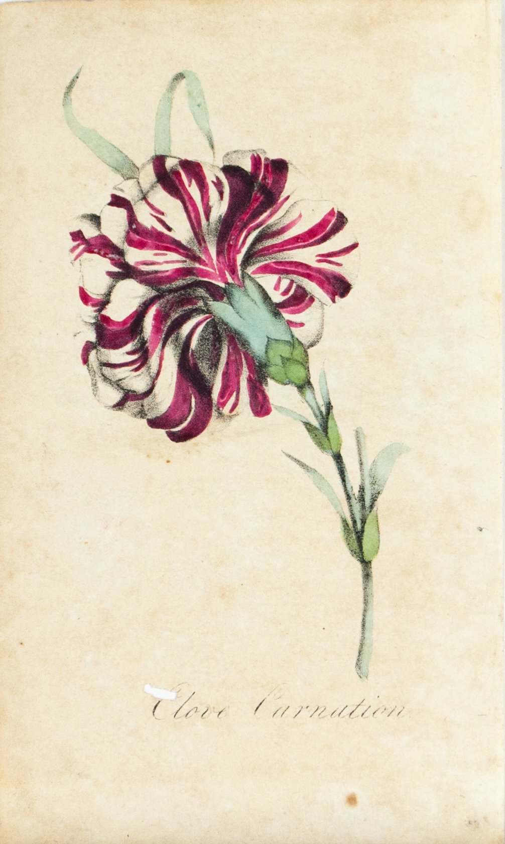 1830 Clove Carnation Flower - Rev J L Blake 