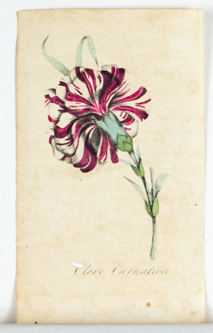 1830 Clove Carnation Flower - Rev J L Blake