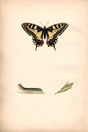 1891 Plate I - Swallow-tail - Morris 