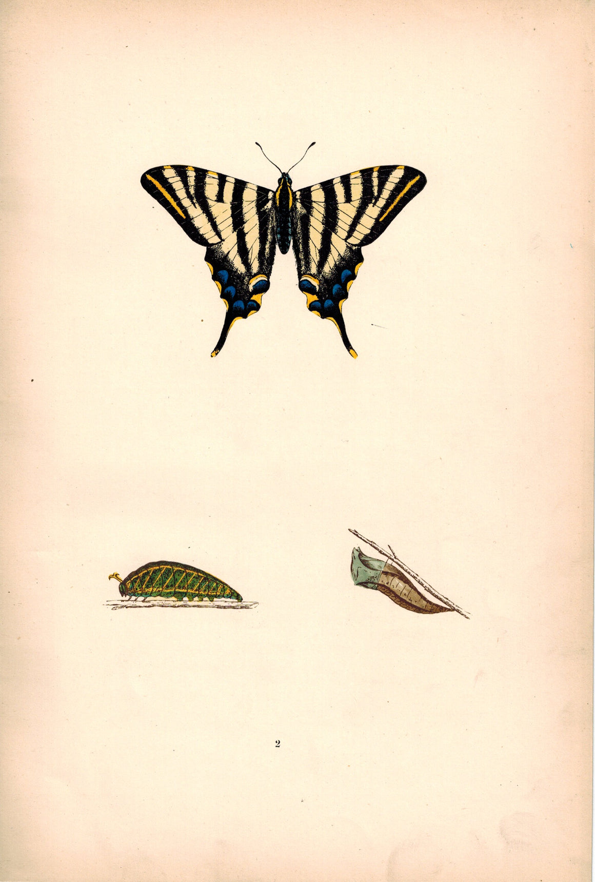 1891 Plate II - Scarce Swallow-tail - Morris 
