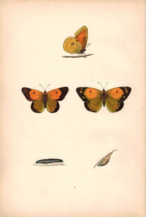 1891 Plate IV - Clouded Yellow - Morris 