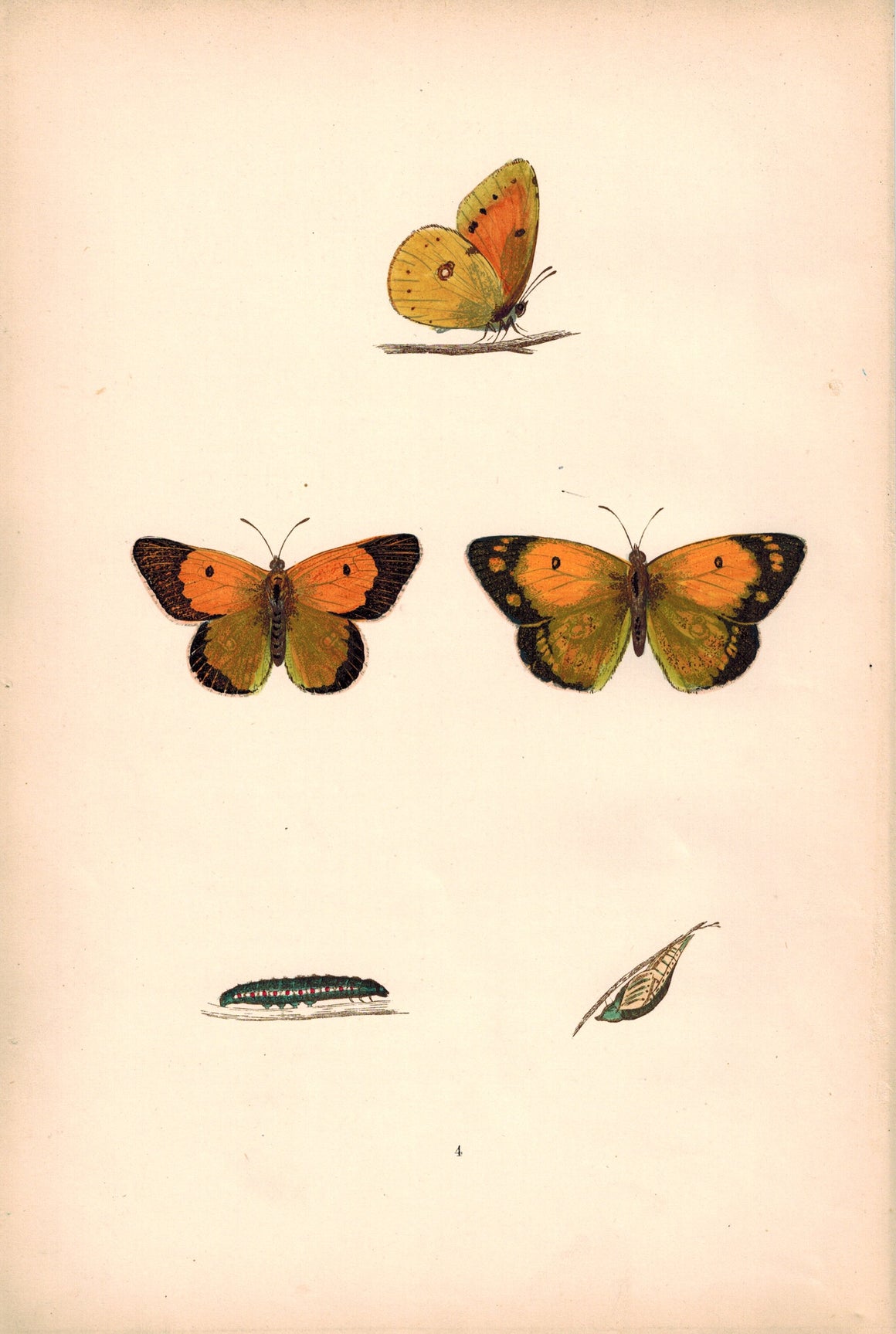 1891 Plate IV - Clouded Yellow - Morris 