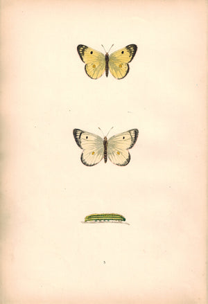 1891 Plate V - Pale Clouded Yellow - Morris 