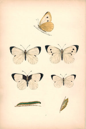 1891 Plate VII - Large White - Morris 