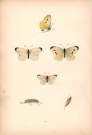 1891 Plate VIII - Small White - Morris 