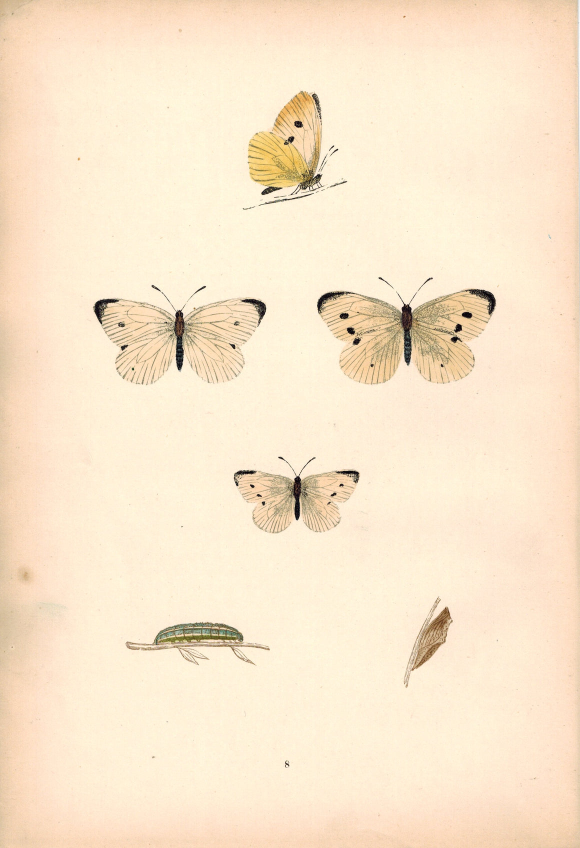 1891 Plate VIII - Small White - Morris 