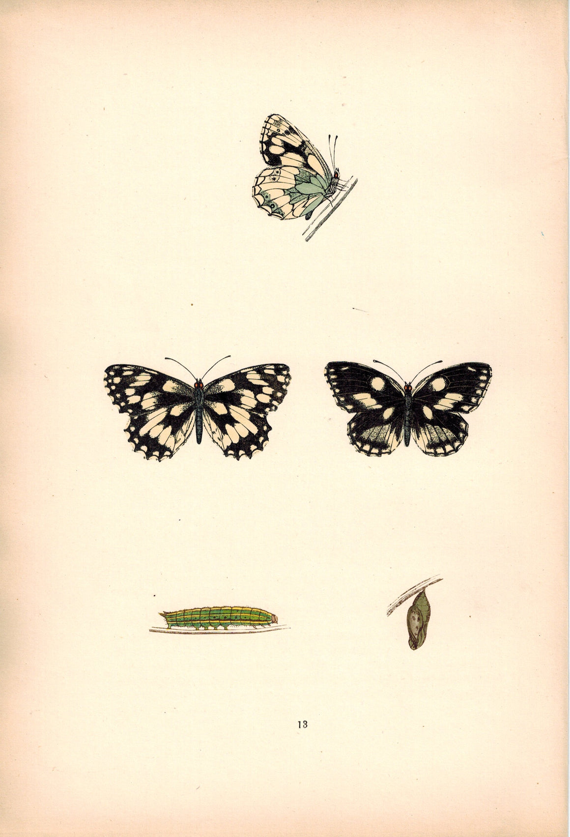 1891 Plate XIII - Marbled White - Morris 