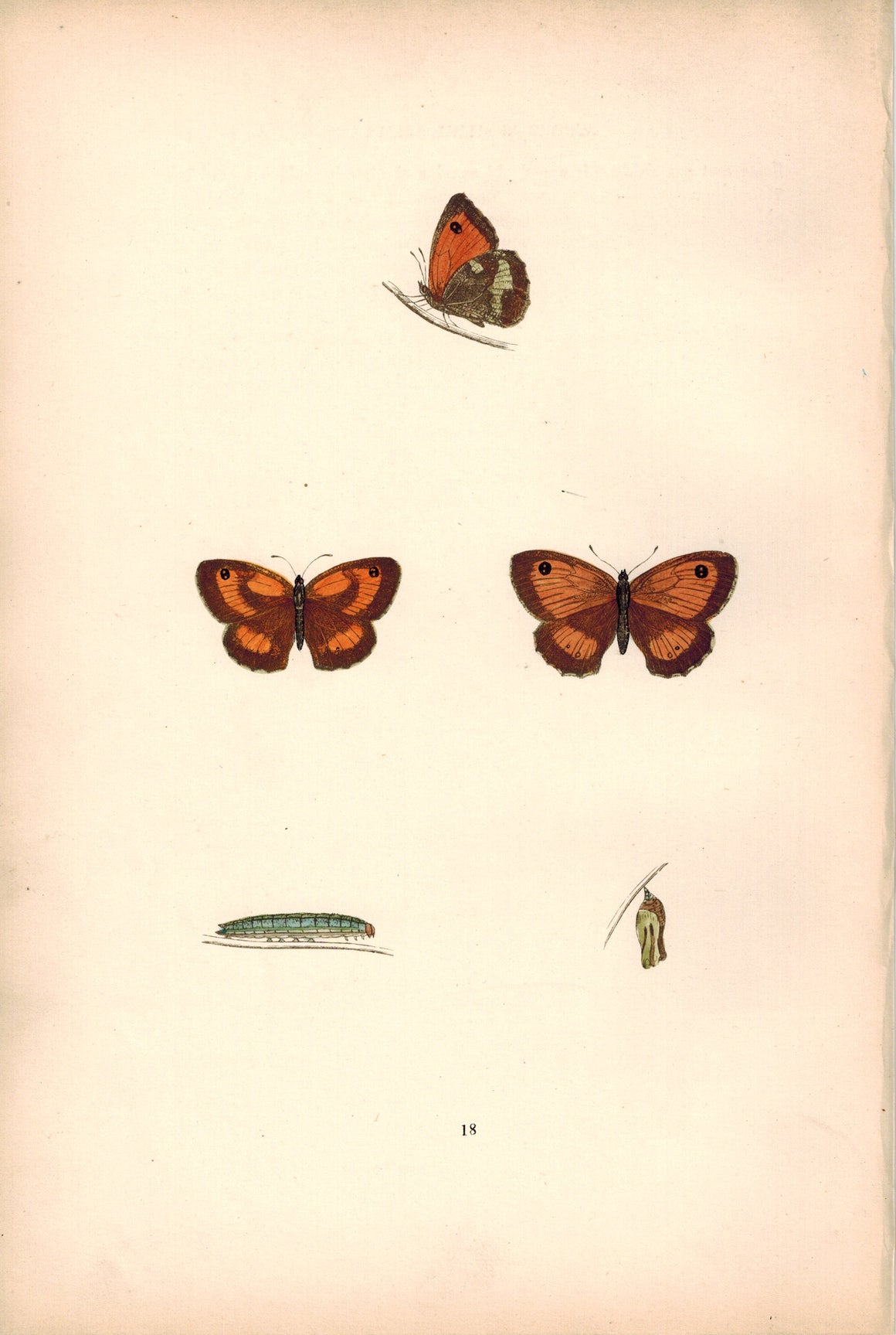 1891 Plate XVIII - Small Meadow Brown - Morris 