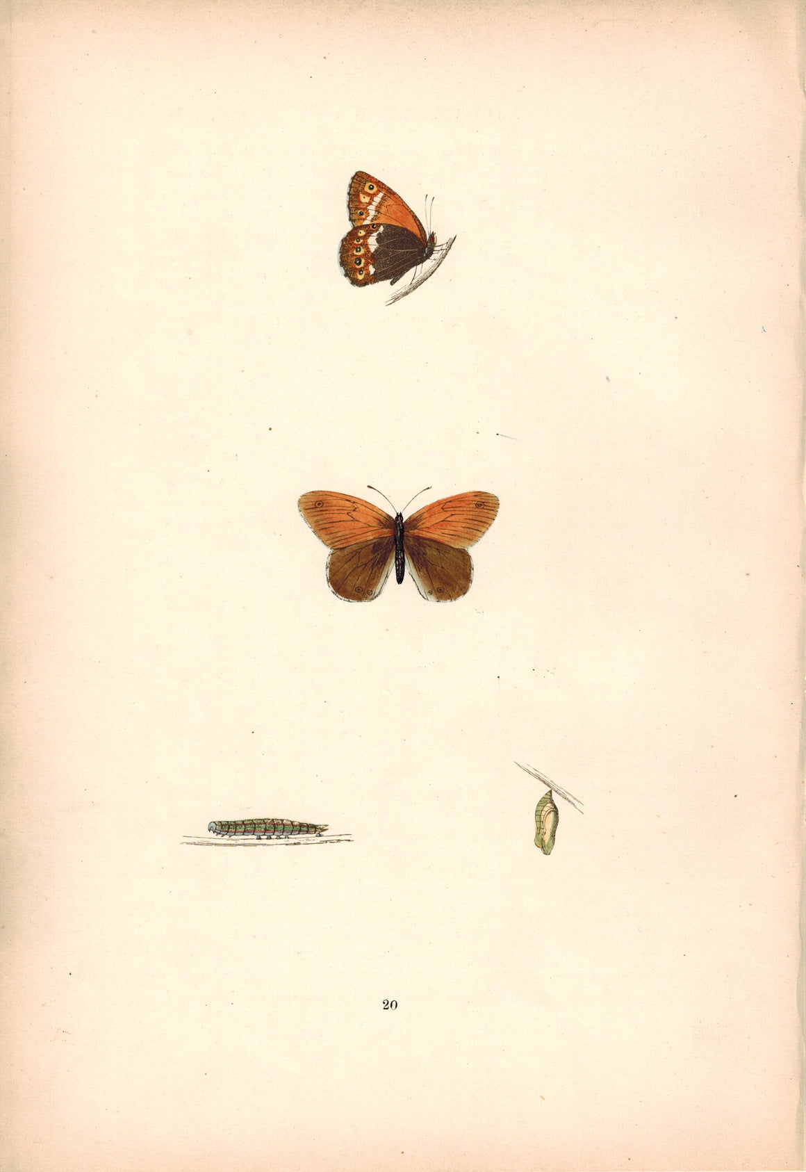 1891 Plate XX - Heath Butterfly - Morris 