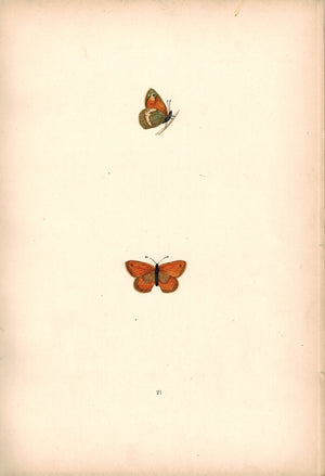 1891 Plate XXI - Least Meadow Brown - Morris 
