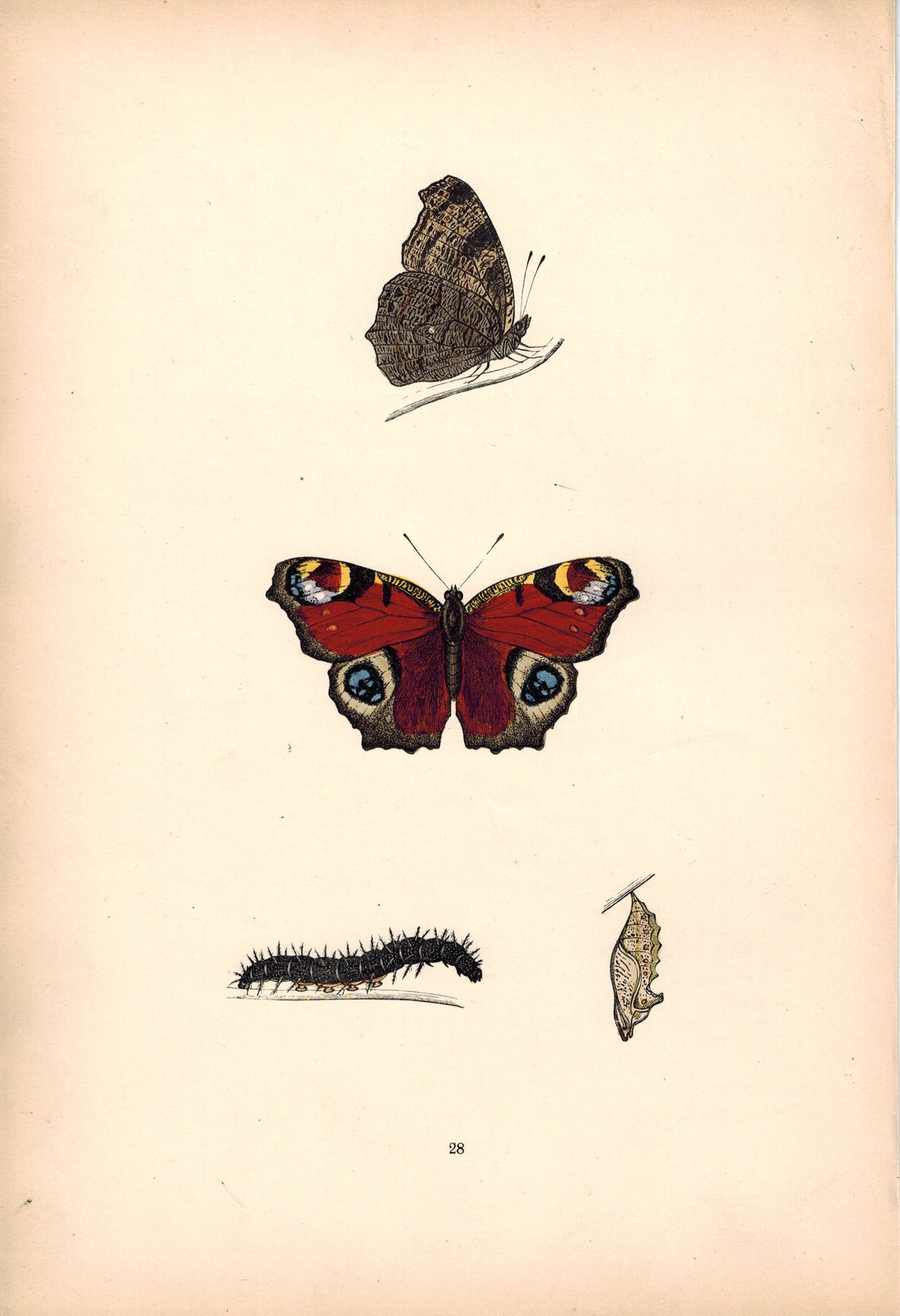 1891 Plate XXVIII - Peacock - Morris 