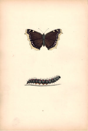 1891 Plate XXXI -Camberwell Beauty - Morris 