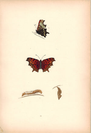 1891 Plate XXXII - Comma - Morris 
