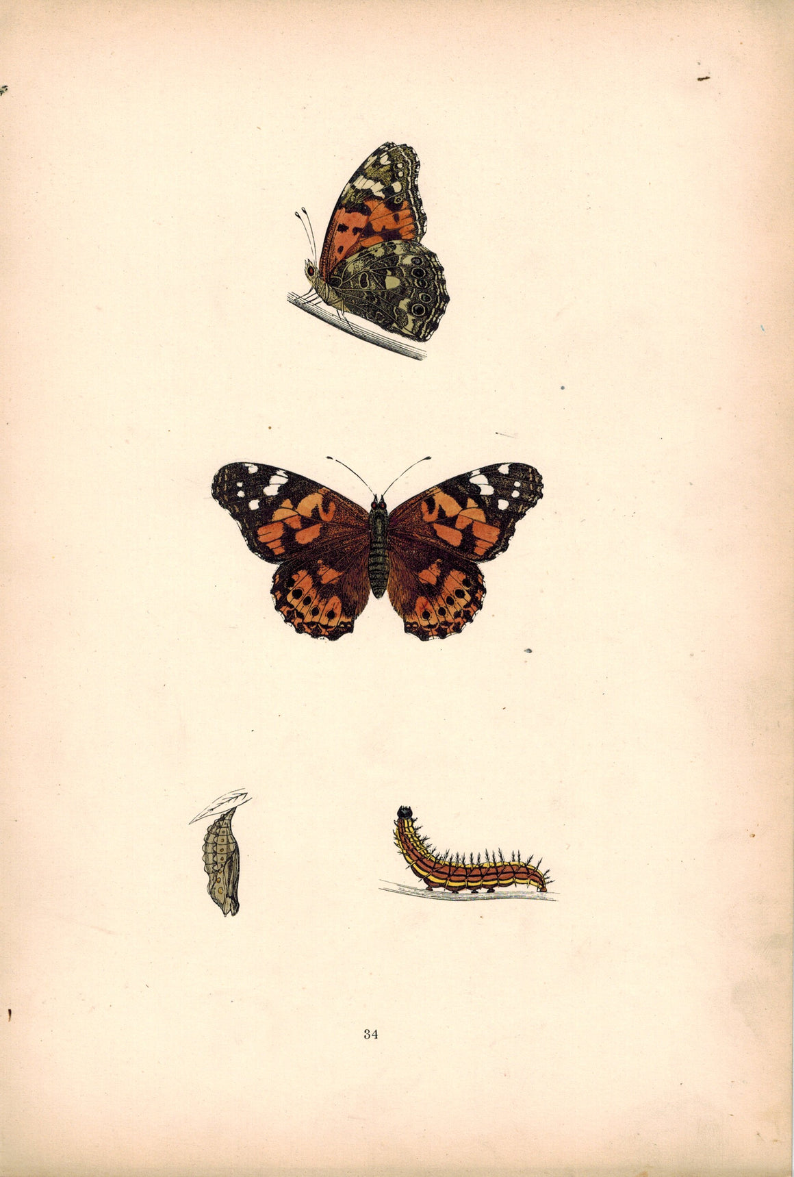 1891 Plate XXXIV - Painted Lady - Morris 