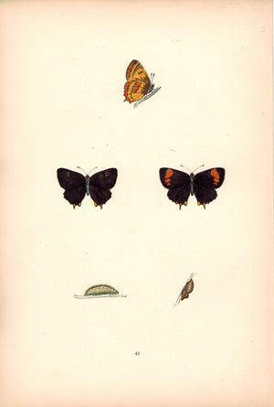 1891 Plate XLI - Brown Hairstreak - Morris 