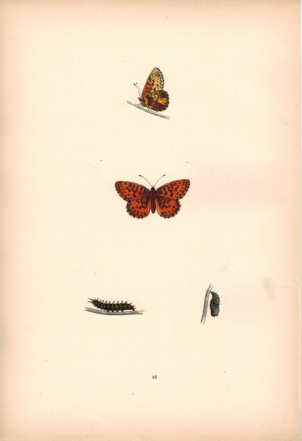 1891 Plate XLVI - Small Pearl-Bordered Fritillary - Morris 