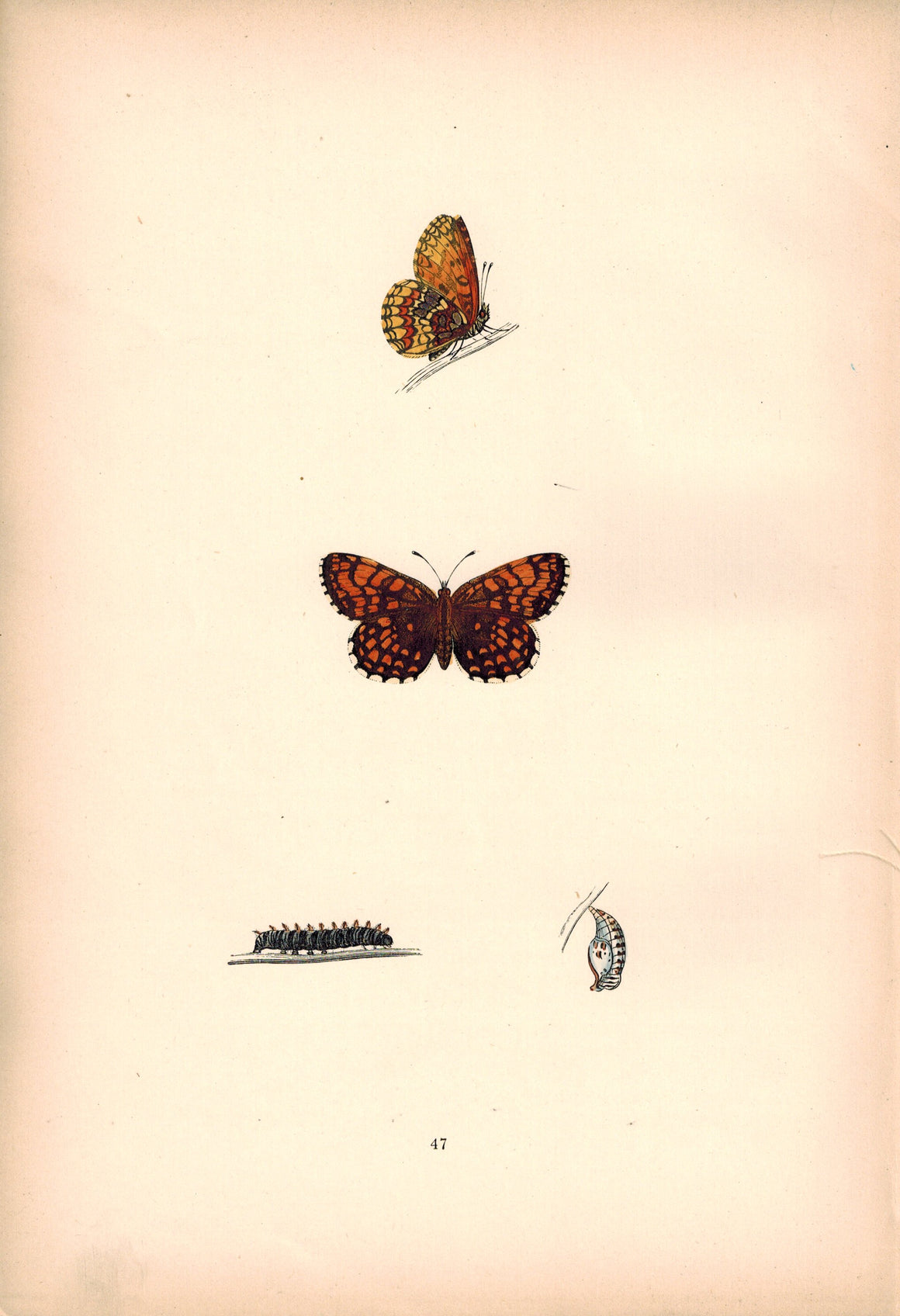 1891 Plate XLVII - Pearl-Bordered Likeness Fritillary - Morris 