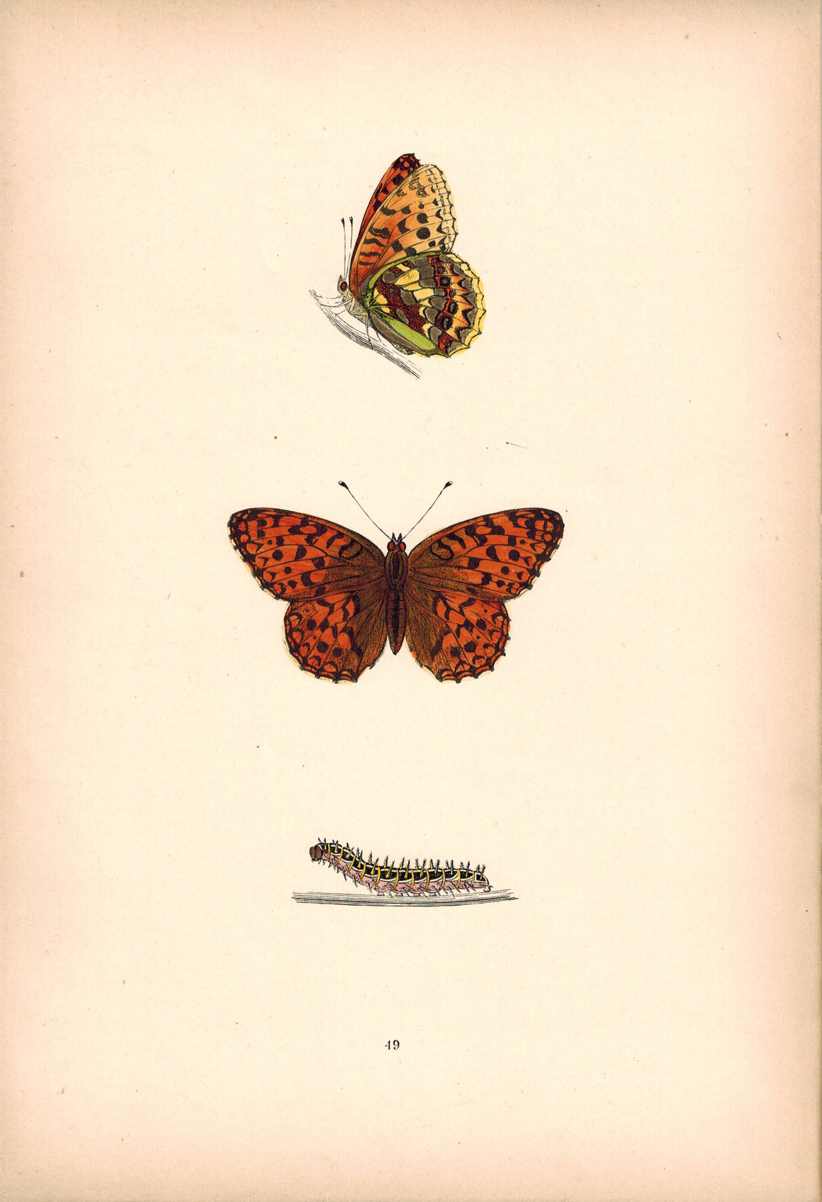 1891 Plate XLIX - High-Brown Fritillary - Morris 