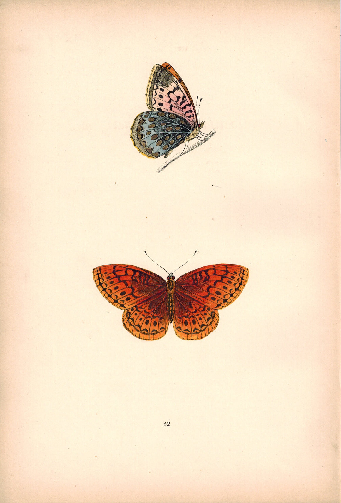 1891 Plate LII - Venus Fritillary - Morris 