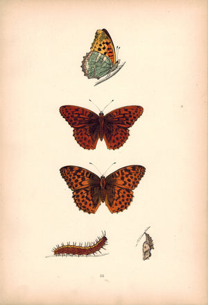 1891 Plate LIII - Silver-Washed Fritillary - Morris 