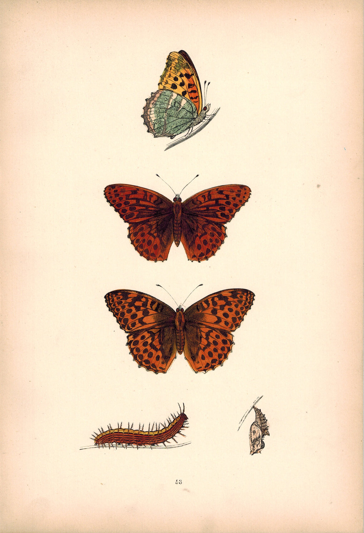 1891 Plate LIII - Silver-Washed Fritillary - Morris 