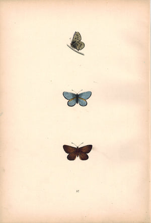 1891 Plate LVII - Mazarine Blue - Morris 
