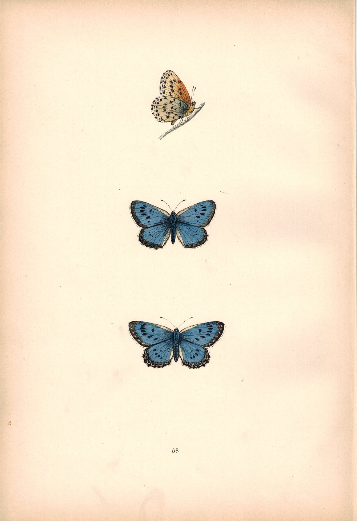 1891 Plate LVIII - Large Blue - Morris