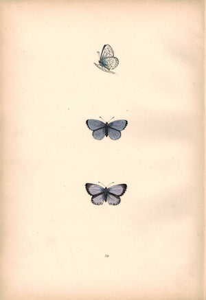 1891 Plate I - Holly Blue - Morris