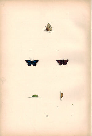 1891 Plate LX - Little Blue - Morris 