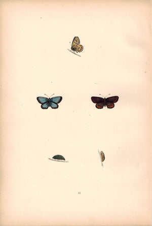 1891 Plate LXI - Silver-Studded Blue - Morris 