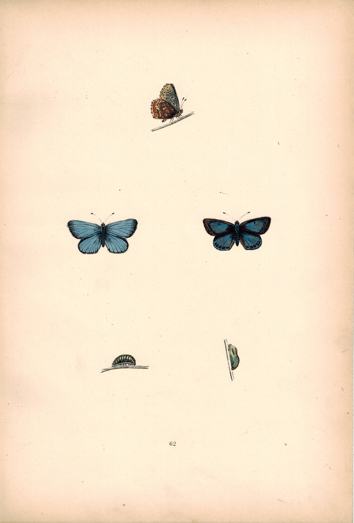 1891 Plate LXII - Common Blue - Morris 