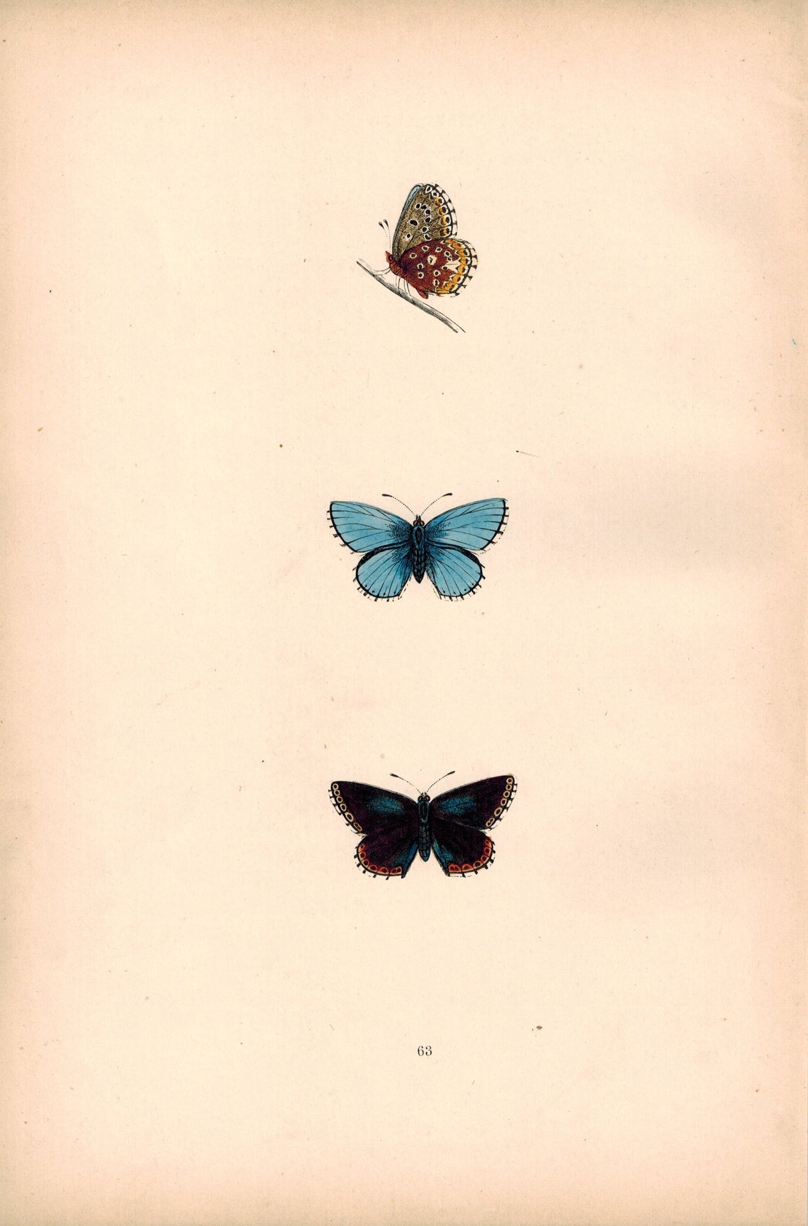 1891 Plate LXIII - Clifden Blue - Morris 