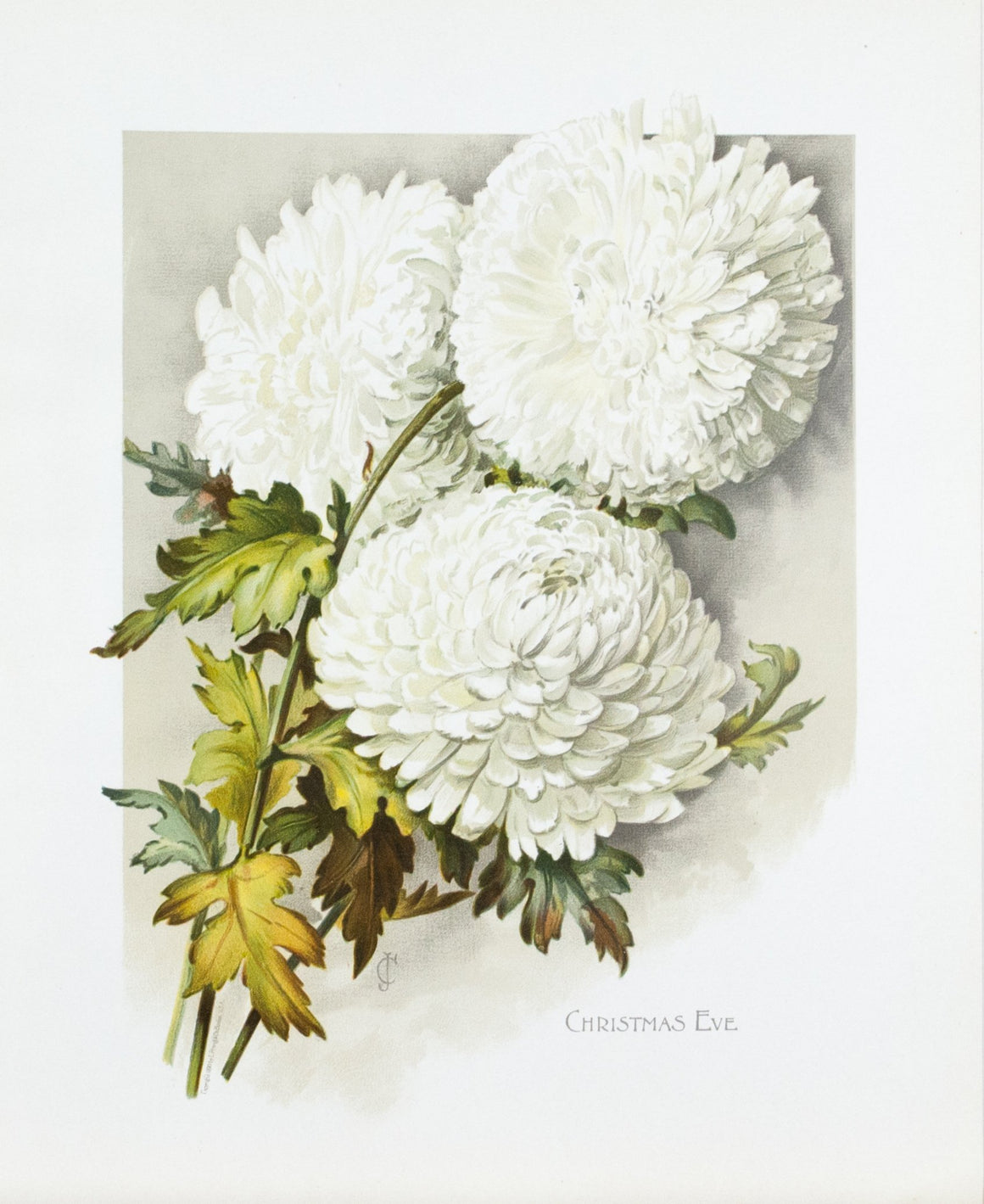 1890 Christmas Eve Chrysanthemum - Mathews 