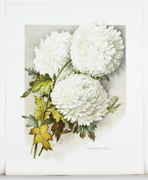 1890 Christmas Eve Chrysanthemum - Mathews