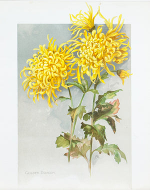 1890 Golden Dragon Chrysanthemum - Mathews 
