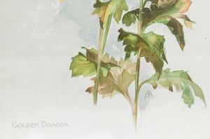 1890 Golden Dragon Chrysanthemum - Mathews