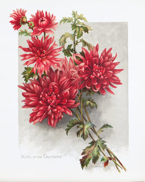 1890 King of the Crimsons Chrysanthemum - Mathews 