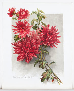 1890 King of the Crimsons Chrysanthemum - Mathews
