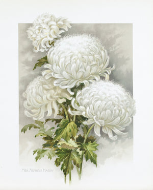 1890 Mrs Alpheus Hardy Chrysanthemum - Mathews 