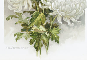 1890 Mrs Alpheus Hardy Chrysanthemum - Mathews
