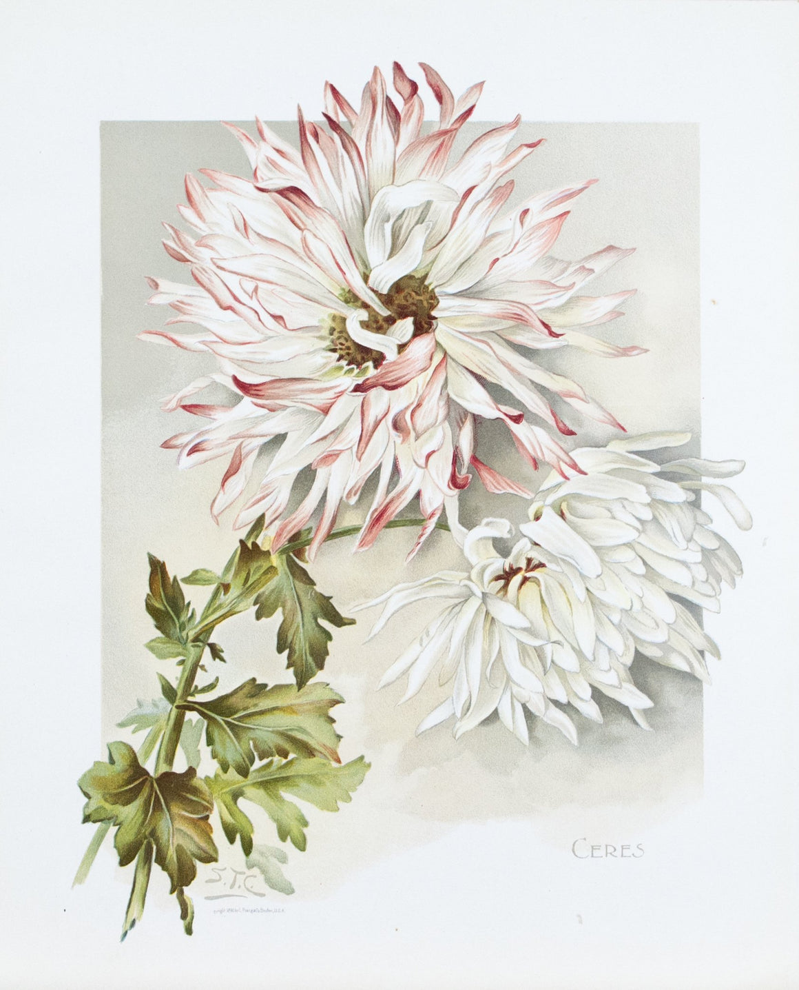 1890 Ceres Chrysanthemum - Mathews 