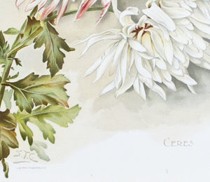1890 Ceres Chrysanthemum - Mathews
