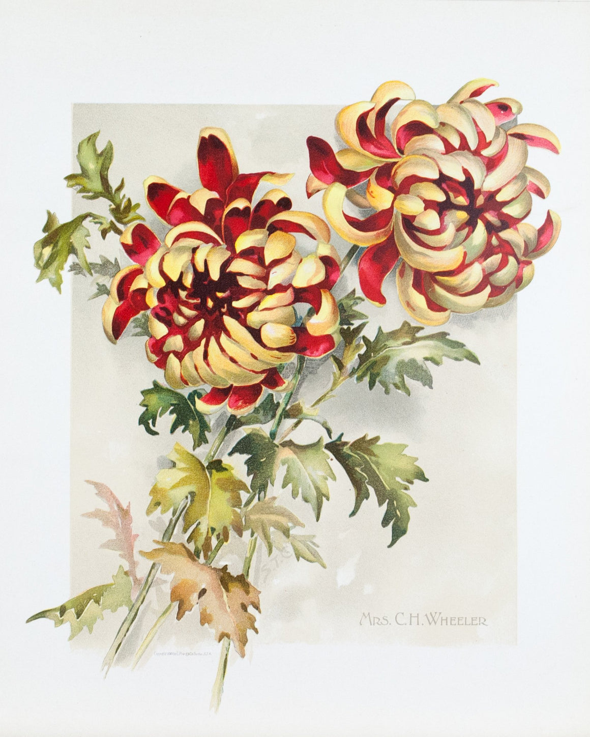 1890 Mrs. C. H. Wheeler Chrysanthemum - Mathews 