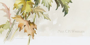 1890 Mrs. C. H. Wheeler Chrysanthemum - Mathews