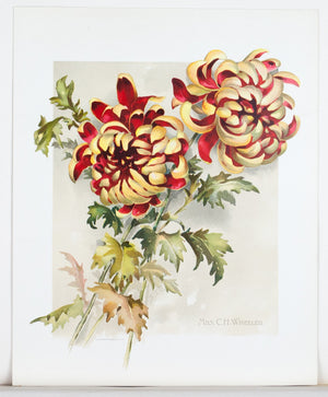 1890 Mrs. C. H. Wheeler Chrysanthemum - Mathews