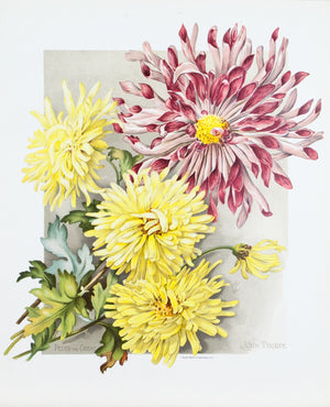 1890 Peter the Great and John Thorpe Chrysanthemums - Mathews 