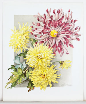 1890 Peter the Great and John Thorpe Chrysanthemums - Mathews