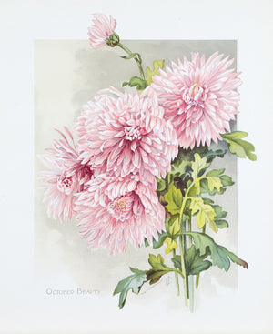 1890 October Beauty Chrysanthemum - Mathews 